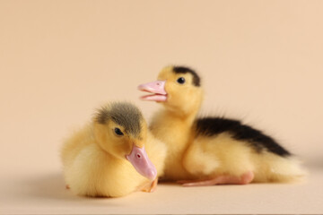 Baby animals. Cute fluffy ducklings on beige background, selective focus