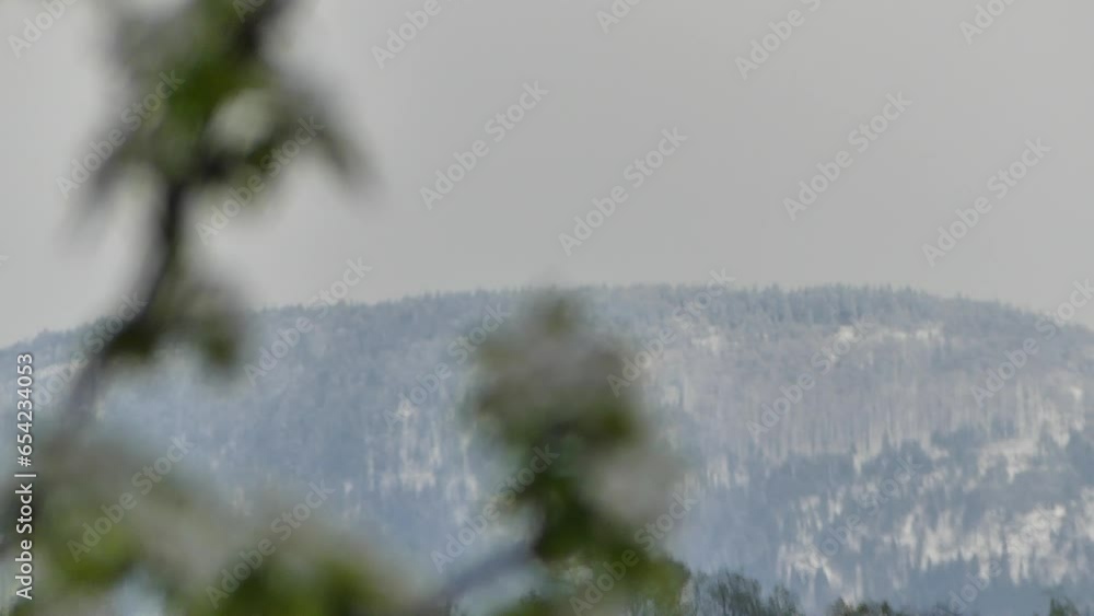 Aufkleber forest in mountains with snow in background and white flowers on blooming branches of pear tree on c