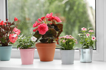 Different beautiful flowers in pots on windowsill indoors