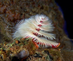 A white Christmas tree worm on a shallow reef Dauin Philippines
