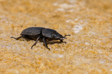 Black Dorcus parallelipipedus macro photography.