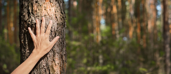 woman's palm on a pine trunk, close-up idea for a banner about restoring health, forest baths