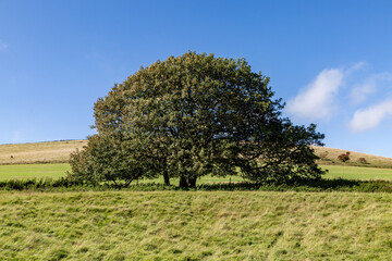 Fototapeta na wymiar An oak tree in the South Downs with a blue sky overhead