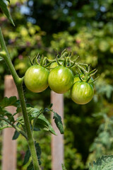 Tomatoes are ripe in the yard