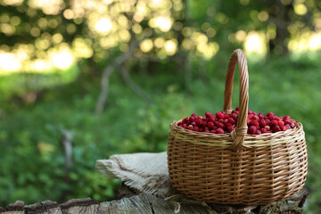Fototapeta na wymiar Basket with delicious wild strawberries on wooden stump in forest. Space for text