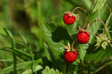 Small wild strawberries growing outdoors on summer day. Space for text