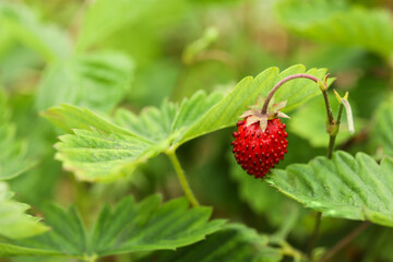 Ripe wild strawberry growing outdoors, space for text. Seasonal berries