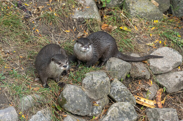 Close up of Asian small-clawed otter (Aonyx cinerea) are lively and playful.