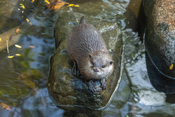 Close up of Asian small-clawed otter (Aonyx cinerea) are lively and playful.
