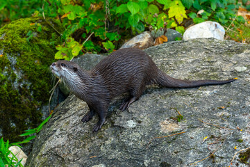 Close up of Asian small-clawed otter (Aonyx cinerea) are lively and playful.