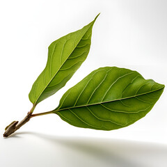Obraz premium Leaf