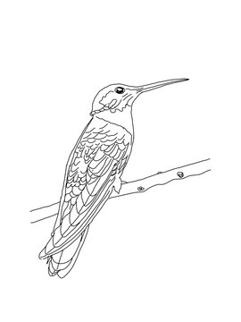 hummingbird on a branch