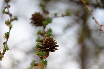 pine cones with white sky