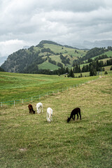 sheep on the meadow in the middle of mountains in dolomites, cloudy weather