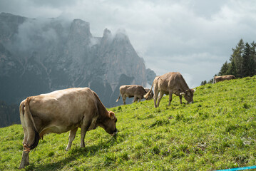 a group of brown cows in the field, eating the green grass in the middle of mountains in Dolomites,...