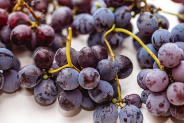 Blue grapes freshly picked from the vine. Harvest concept