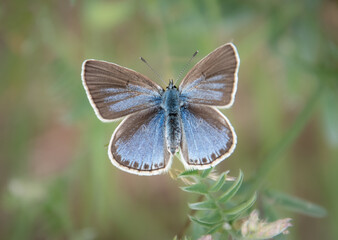 Fototapeta premium butterfly on a flower