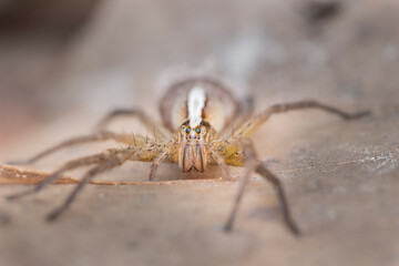 Brazilian Insect /
This insects is very rare in brazilian savannah.