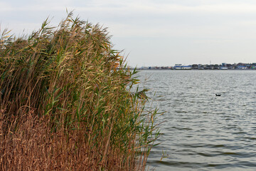 reeds on the lake