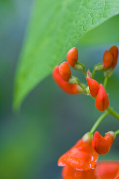 Close up of a scarlet runner bean flower
