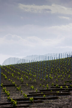 Rows of vine seedlings and support poles
