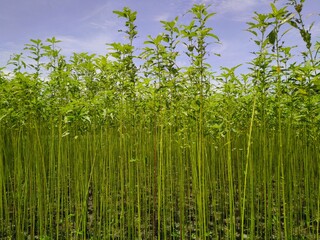 Tall jute plants in a field in Assam, India. Known as the golden fiber, jute is a versatile, eco-friendly material used in textiles and various products, showcasing India's rich agricultural heritage.