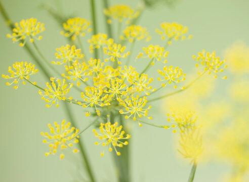 Fototapeta Fennel blossom on green background 