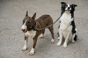 A border collie leads a bull terrier by the leash. One dog walking another. 