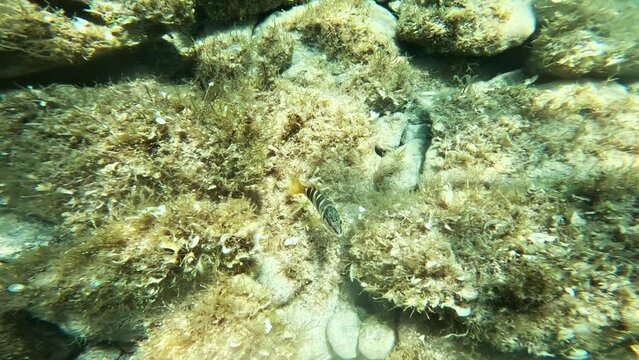 Little fish at the bottom of the sea in Maddalena