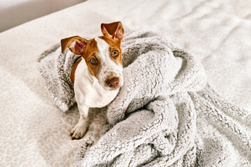 Portrait of cute jack russell terrier puppy playing on owner's bed in bedroom. Funny small white and brown dog having fun at home.