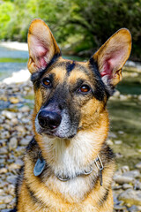 A German Shepherd with black and brown fur sits in front of a creek.