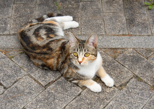 Beautiful tricolor calico cat lying on the street