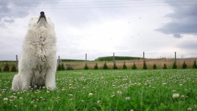A funny shot of a clumsy samoyed dog that missed the ball in slow motion on the green lawn.