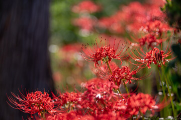 秋に咲く赤い花、彼岸花の花畑