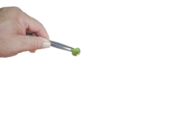 Close-up of hand holding tweezers to catch green pest caterpillars isolated on transparent background png file.
