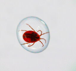 Ein Macro von einem extrem kleinen Käfer, Insekt in einem Wassertropfen.