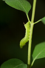 Die Raupe einer Pyramideneule, Amphipyra pyramidea auf einem Blatt.
