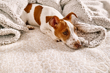 Portrait of cute jack russell terrier puppy playing on owner's bed in bedroom. Funny small white...