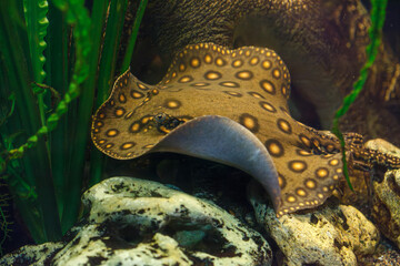 underwater photography of fish Potamotrygon motoro
