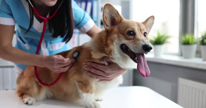 Female veterinarian listens to dog stethoscope in veterinary clinic. Heart murmur in dog concept