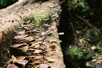 Moss and mushrooms on tree