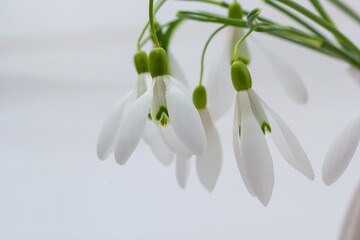 Beautiful snowdrops against light gray background, closeup. Floral background with spring flowers
