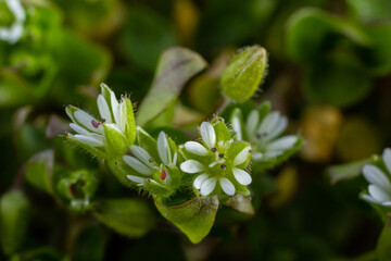 In the spring, Stellaria media grows in the wild. A herbaceous plant that often grows in gardens as a weed. Small white flowers on fleshy green stems