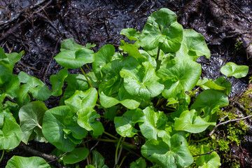 In spring, caltha palustris grows in the moist alder forest. Early spring, wetlands, flooded forest