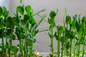 Fresh micro greens growing peas sprouts for healthy salad. Fresh natural organic product