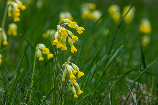 Yellow Primula veris cowslip, common cowslip, cowslip primrose on soft green background.Selective focus