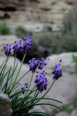 Wild flowers in the stoney desert, Muscari Ravenna