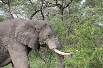 Elefant in Afrika