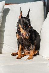A miniature pinscher dog is sitting in the sun on white pillows. Cute black and tan zwergpinscher...