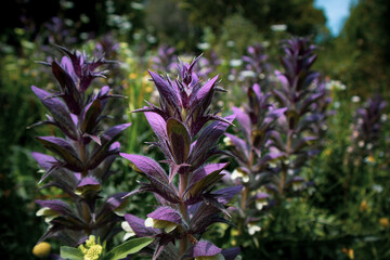Spikey bundle of pyramid bugles